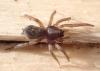 Haplodrassus sp.